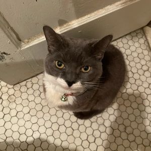 Meet your Posher, Chabelis